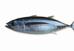 Apakah Ikan Tongkol Termasuk Ikan Tuna